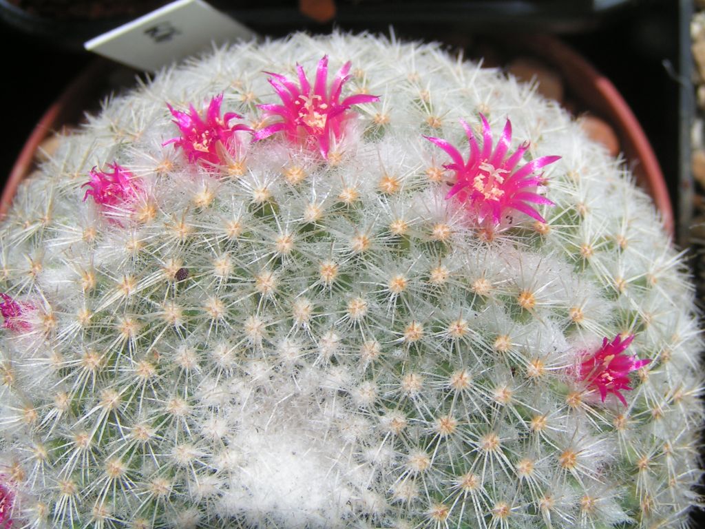 Mammillaria albilanata